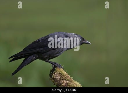 Jackdaw, Corvus monedula, on moss covered log with soft green background Stock Photo