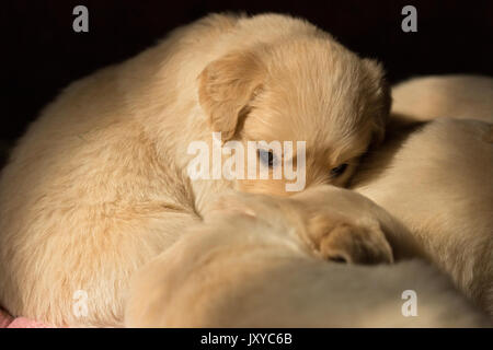 Golden Retriever puppy in shaft of light Stock Photo