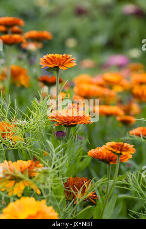 Calendula officinalis 'Indian Prince' flowers in the garden. Stock Photo