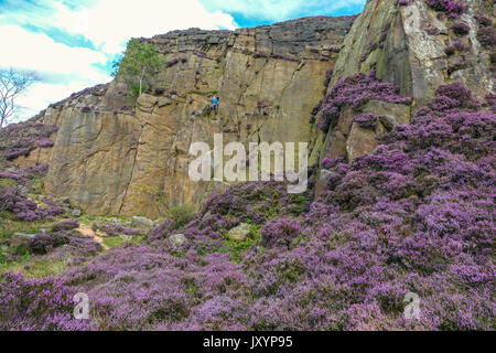 Rock climber in Millstone Quarry with purple heather, Peak District, Derbyshire Stock Photo