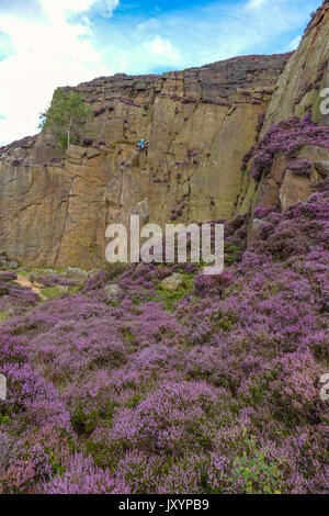 Rock climber in Millstone Quarry with purple heather, Peak District, Derbyshire Stock Photo