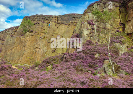 Rock climber in Millstone Quarry with purple heather, Peak District, Derbyshire Stock Photo