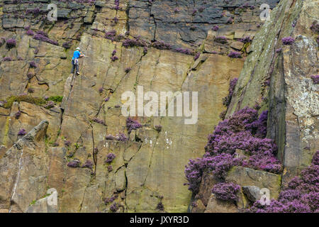 Rock climber in Millstone Quarry with purple heather, Peak District, Derbyshire Stock Photo