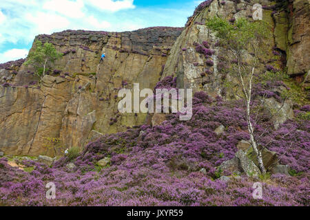 Rock climber in Millstone Quarry with purple heather, Peak District, Derbyshire Stock Photo