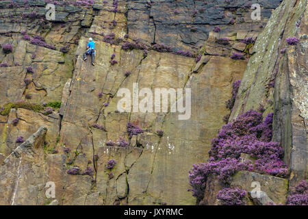 Rock climber in Millstone Quarry with purple heather, Peak District, Derbyshire Stock Photo