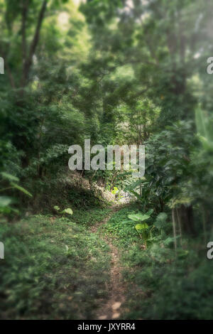 Narrow path winding through dense forest Stock Photo