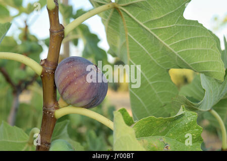 Figs almost ripe still on the tree Stock Photo