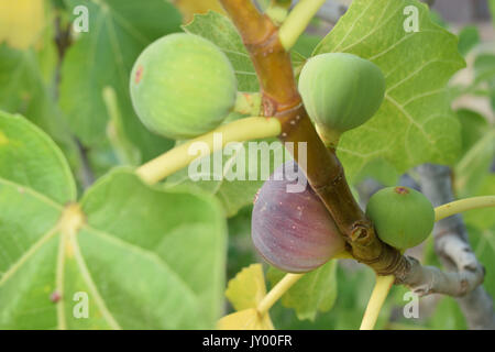 Figs almost ripe still on the tree Stock Photo