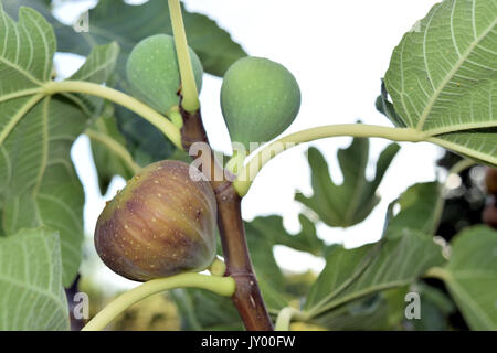 Figs almost ripe still on the tree Stock Photo