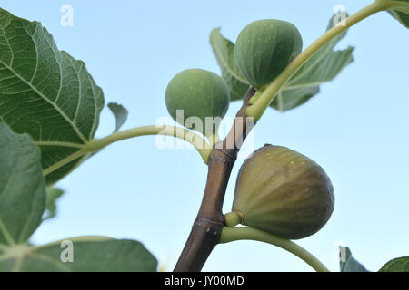 Figs almost ripe still on the tree Stock Photo