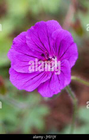 Large red-pink flower of the compact spreading perennial bloody cranesbill, Geranium sanguineum 'Tiny Monster' Stock Photo