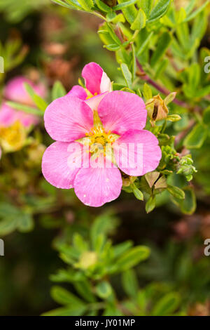 Pink summer flowers of the hardy, mounded shrub, Potentilla fruticosa 'Pink Beauty' Stock Photo