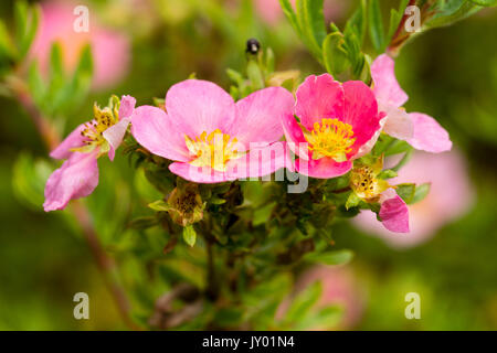 Pink summer flowers of the hardy, mounded shrub, Potentilla fruticosa 'Pink Beauty' Stock Photo