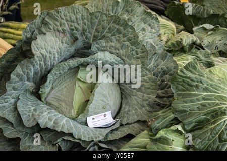 Giant vegetables at Malvern Autumn show. Three Counties Showground, Worcestershire, England.  United Kingdom. Stock Photo