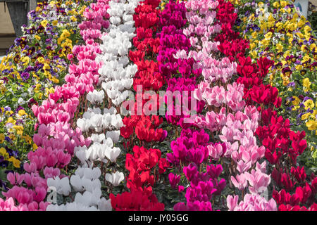 A display of Pansies and Cyclamen in flower. Stock Photo