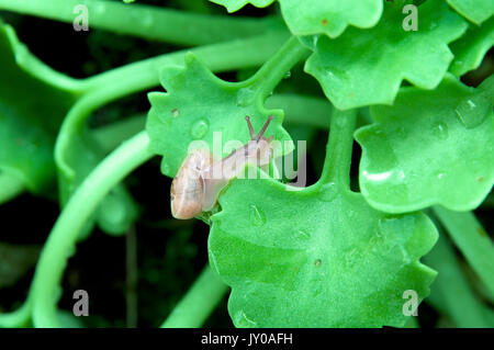 A snail upon a wet leaf Stock Photo
