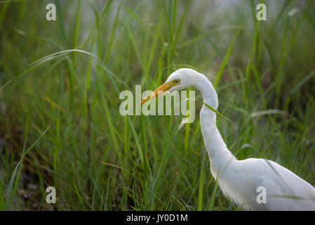 A great egret in food hunt in a paddy field Stock Photo
