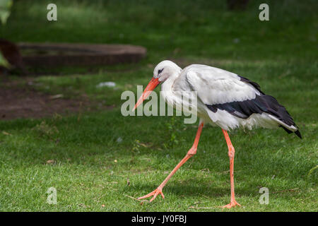 White Stork , Ciconia ciconia. Hamerton Zoo Park, Cambridgeshire. Stock Photo