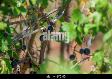 Ripe blackcurrants on the bush branch Stock Photo