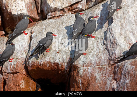 INCA TERN larosterna inca, BALLESTAS ISLANDS IN PARACAS NATIONAL PARK, PERU Stock Photo