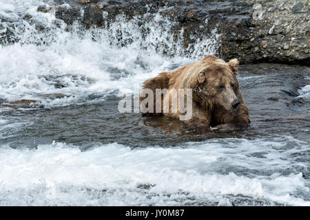 An elderly adult grizzly bear boar known as Ears rests in water of the upper McNeil River falls at the McNeil River State Game Sanctuary on the Kenai Peninsula, Alaska. The remote site is accessed only with a special permit and is the world’s largest seasonal population of brown bears.