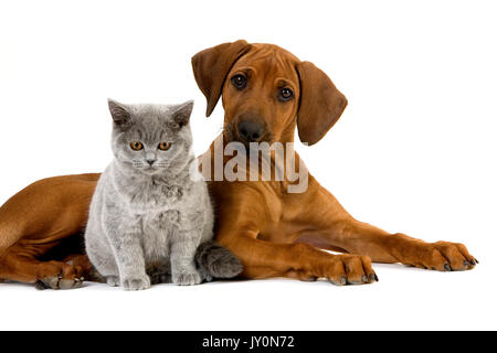 British Shorthair Lilac Male Cat And Rhodesian Ridgeback 3 Months