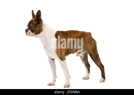 BOSTON TERRIER DOG, MALE AGAINST WHITE BACKGROUND Stock Photo - Alamy