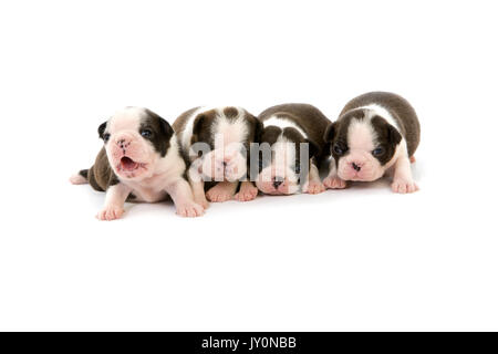 BOSTON TERRIER DOG, PUPPIES AGAINST WHITE BACKGROUND Stock Photo - Alamy