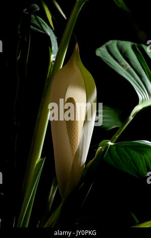 verrucosum philodendron Philodendron verrucosum