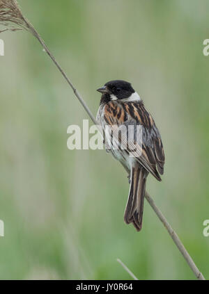 Calling male reed bunting on a reed at Rainham Marshes Stock Photo