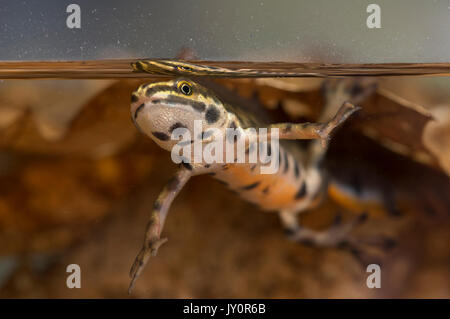 Male smooth newt underwater Stock Photo