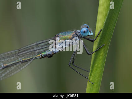 Close up of a male scarce emerald damselfly showing blue eye head and thorax Stock Photo