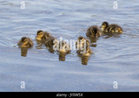 A group of little mallard ducklings feeding on duckweed at a pond in springtime. Stock Photo