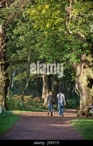 Autumnal Walks. Pictures taken on the route of Sherwood Forest trail by Christopher Somerville starting and finishing at the Major Oak and taking in t Stock Photo