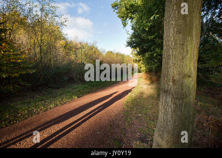 Autumnal Walks. Pictures taken on the route of Sherwood Forest trail by Christopher Somerville starting and finishing at the Major Oak and taking in t Stock Photo