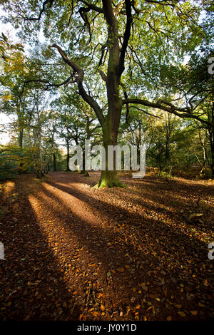 Autumnal Walks. Pictures taken on the route of Sherwood Forest trail by Christopher Somerville starting and finishing at the Major Oak and taking in t Stock Photo