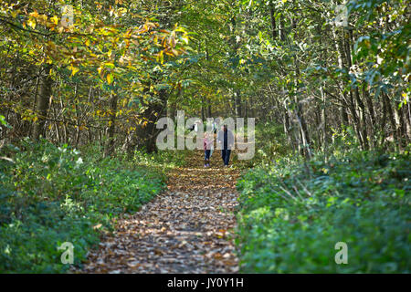 Autumnal Walks. Pictures taken on the route of Sherwood Forest trail by Christopher Somerville starting and finishing at the Major Oak and taking in t Stock Photo