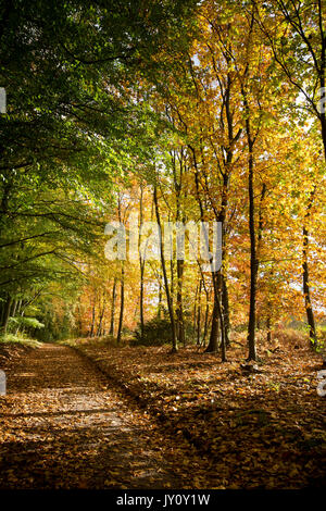 Autumnal Walks. Pictures taken on the route of Sherwood Forest trail by Christopher Somerville starting and finishing at the Major Oak and taking in t Stock Photo