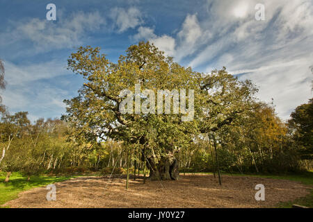 Autumnal Walks. Pictures taken on the route of Sherwood Forest trail by Christopher Somerville starting and finishing at the Major Oak and taking in t Stock Photo