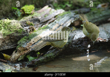 Grey-eyed Bulbul (Iole propinqua ) in nature Thailand Stock Photo