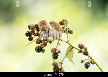 Harvest mouse (Micromys minutus) on blackberries. Stock Photo