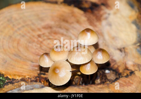 A clump of clustered bonnet fungus (Mycena inclinata) on a severed tree stump. Autumnal colours. Shallow depth-of field. Stock Photo