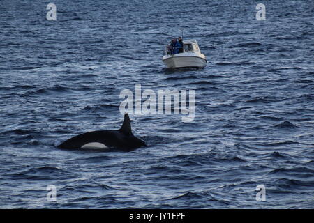 a small whale watching boat by orcas in Norway Stock Photo