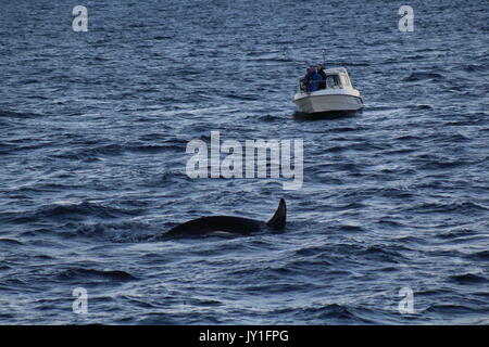 a small whale watching boat by orcas in Norway Stock Photo
