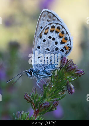 Silver-studded blue butterfly (Plebejus argus) on heather, close-up portrait. Stock Photo