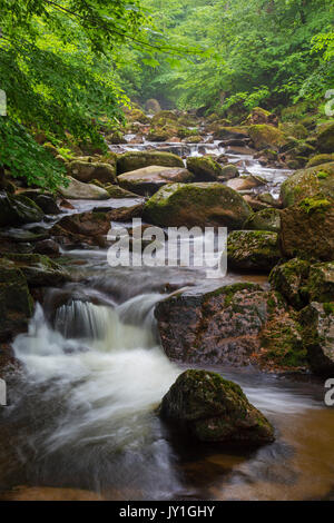 Ilse creek running in the Ilse valley / Ilsetal at the Harz National Park in summer, Saxony-Anhalt, Germany Stock Photo