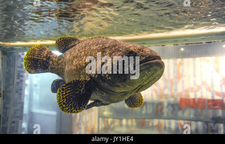 Big brown tropical fish in water aquarium tank Stock Photo Alamy