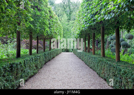 Walking stone path between rows of topiary trees growing in a trimmed, evergreen hedge, in a summer English garden . Stock Photo