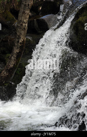 The lower of the two small waterfalls on the Afon Caerfanell that are near to its confluence with the Nant Bwrefwr. Stock Photo