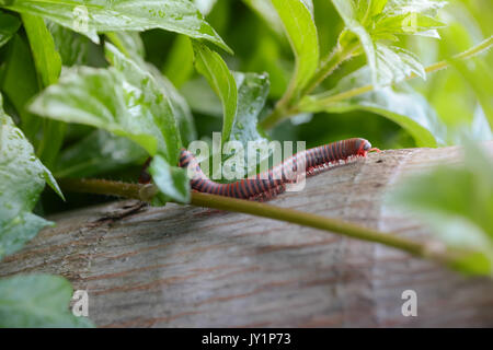 millipede is crawling on a tree Stock Photo